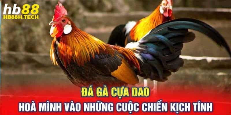 Đá gà cựa dao với nhiều trận chiến kịch tính, hồi hộp