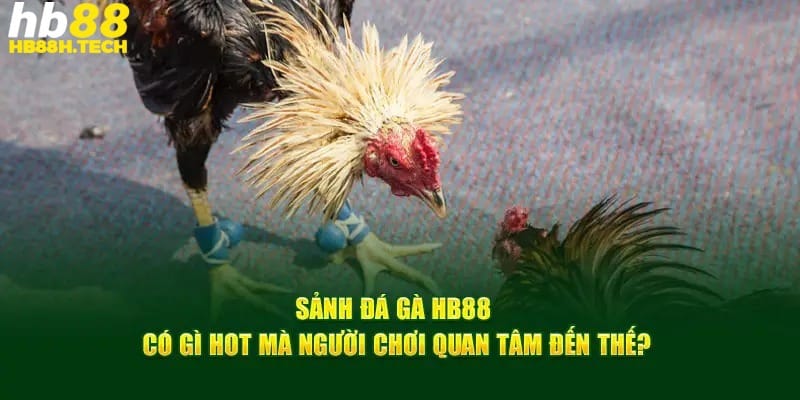 Đá gà cựa dao - Hình thức giải trí cao cấp, hấp dẫn trên HB88